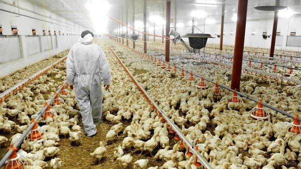 Chicken Poultry Coop Farm